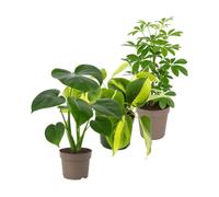 Pack 3 Plantas Naturales: Iniciación a las Plantas DECOALIVE | Monstera Deliciosa, Philodendron Brasil y Schefflera Nora - Colección de Inicio para Amantes de las Plantas