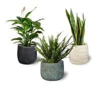 Pack 3 Plantas Naturales Interior Purificadoras del Aire: Sanseviera + Helecho de Boston + Lirio de Paz, Ø12-13 cm, Alto 30-50 cm,Decoración del Hogar (No Incluye Maceta de cerámica)