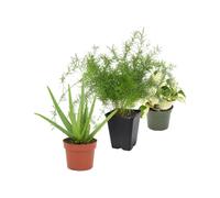 Pack 3 Plantas: Sábila, Helecho Espárrago y Poto Happy Leaf DECOALIVE | Aloe Vera, Asparagus Densiflorus y Epipremnum Leaf - Colección de Inicio para Amantes de las Plantas