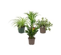 Pack 4 Plantas DECOALIVE: Crear Un Rincón Verde - Oficina y Despacho | Cinta, Palma Areca, Hedera Variegata y Zamioculca