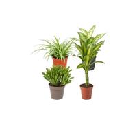 Pack 4 Plantas DECOALIVE: Oficina y Despacho - Apartamento y Piso | Cinta, Dieffenbachia Compacta, Jade Gollum y Tronco de Brasil