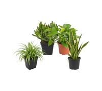 Pack 4 Plantas: Exposición Botánica Interior - Oficina y Despacho DECOALIVE | Cinta, Jade Gollum, Poto Verde y Lengua de Suegra