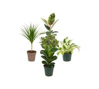 Pack 5 Plantas de Interior DECOALIVE: Oficina y Despacho | Ficus Tineke, Drácena, Epipremnum Leaf, Ficus Bambino y Crassula Ovata