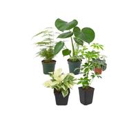 Pack 5 Plantas Naturales para Oficina y Despacho DECOALIVE | Asparagus Setaceus, Monstera Deliciosa, Scindapsus Trebie, Epipremnum Leaf y Schefflera Nora