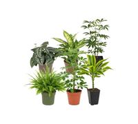 Pack 6 Plantas: Hojas y Portes Variados - Oficina y Despacho DECOALIVE | Scindapsus Trebie, Dieffenbachia Compacta, Schefflera Gerda, Nephrolepis Exaltata, Schefflera Nora y Tronco de Brasil