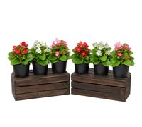 Pack 6 Unidades Begonia Semperflorens Begonia Siempre Florida DECOALIVE · Maceta 10 cm, 15-20 cm de altura, para Luz Natural, Mesa Exterior