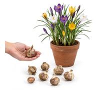 Pack Bulbos Crocus Mix para Lugar Soleado | 10 Bulbos para Observar el Crecimiento de una Planta desde Su Plantación.