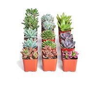 Pack de 15 Plantas Crasas Variadas Suculentas Decorativas 5cm Maceta