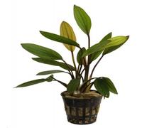 Pack de 5 plantas acuáticas Echinodorus Tropica Iberia