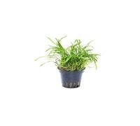 Pack de 5 plantas Novae-Zelandiae Tropica Iberia