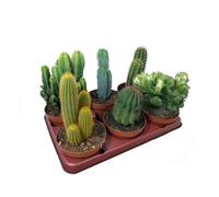 Pack de 6 Cactus de Colección, 20-30 cm, Maceta 13 cm | Mix de Cactus Variados, Especies Diferentes y Únicas, Apreciadas por Forma, Espinas y Flores