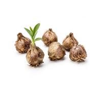 Pack de Bulbos Anémona Doble Mix | 10 Bulbos para Cultivar Flores Dobles en un Lugar Soleado