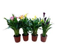 Pack de Calas Vivas Cuatro Plantas Naturales con Flores de Mix Color Perfectas para el Exterior
