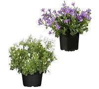 Pack de dos Campanula Natural Mix Colores - Campanilla Azul y Campanilla Blanca