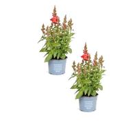 Pack de DOS Dragonaria Naturales Una Flor Exótica para Embellecer tu Jardín