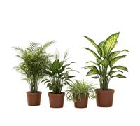 Pack DECOALIVE 4 Plantas Naturales: Espatifilo, Cinta, Chamaedorea y Dieffenbachia Crea tu Espacio Verde