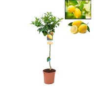 Pack Limonero - Naranjo - Pomelo - Mandarino Planta Natural - (Altura 110 Cm) Maceta 22 cm (Limonero)