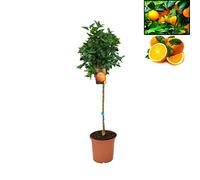 Pack Limonero - Naranjo - Pomelo - Mandarino Planta Natural - (Altura 110 Cm) Maceta 22 cm (Naranjo)