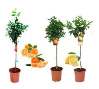 Pack Limonero - Naranjo - Pomelo - Mandarino Planta Natural - (Altura 110 Cm) Maceta 22 cm (Pack Limonero + Naranjo + Mandarino)