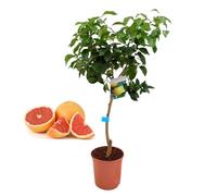Pack Limonero - Naranjo - Pomelo - Mandarino Planta Natural - (Altura 110 Cm) Maceta 22 cm (Pomelo)