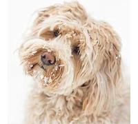 Pack of 6 Dog In The Snow Charity Christmas Cards Supports Multiple Charities