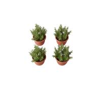 Pack Regalo Verde de 4 Plantas de Romero Vivo DECOALIVE | Aromáticas en Maceta para Hogar