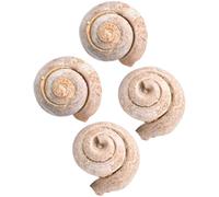 PACKOVE de Fósiles Auténticos y Enseñanza Científica de Caracoles Marinos 4 Piezas Material Didáctico de Paleontología para Decoración para Estudiantes en Casa o Aula