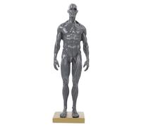 PACKOVE Modelo Anatómico de Cabeza Masculina 30 Cm de Resina, Estructura Muscular Detallada, Modelo de Enseñanza de Anatomía Corporal para Dibujo Artístico y Estudio Color Color Aleatorio