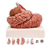 PacuM Modelo de enseñanza, Modelo de Cerebro, Modelo de Cerebro Humano 1:1 con 9 Partes y Base Desmontables y 41 identificación de ubicación Modelo anatómico de Cerebro Humano de tamaño Natural