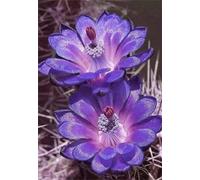 Paint by Number for Adult,Purple Fantasy Flower DIY Oil Painting Kits on Canvas for Beginner,with Brushes and Acrylic Pigment,Paint by Numbers Arts and Crafts Kit for Home Decor with frame,50x65cm