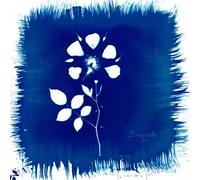 Painted Zeros - Floriography