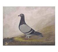 Painting Animal Pigeon Dove Bird Art Print Poster Wall Decor 12X16 Inch