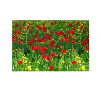 Paisaje de Pradera agrícola con Campo de Amapolas Rojas, Rompecabezas de 1000 Piezas, Rompecabezas de Madera para Toda la Familia, decoración de Pared para Adultos y Adolescentes.