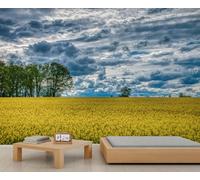 Paisaje dramático de cielo nublado y campo de flores de colza dorada para murales - Fondo rústico de campo para decoración de salón 150x105cm (No es autoadhesivo)
