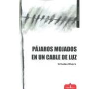 Pájaros Mojados En Un Cable De Luz