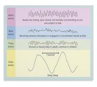 PAJPXPCD Sleep Cycle Brain Waves Poster Neurology Inspired Art for Bedroom or Study Room Wall Decor(Unframed,16x24inch(40x60cm))