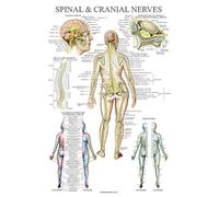 Palace Learning Gráfico anatómico de los nervios espinales, póster de anatomía de la columna vertebral y el sistema nervioso craneal (con dermatomas) (laminado, 45,7 x 61 cm)