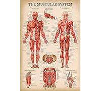 Palace Learning Gráfico anatómico vintage del sistema muscular, póster de anatomía muscular humana (laminado, 45,7 x 61 cm)