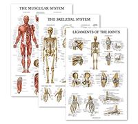 Palace Learning Juego de 3 pósteres anatómicos de músculo + esqueleto + ligamentos de las articulaciones, gráficos anatómicos del sistema muscular y esquelético, laminado, 45,7 x 61 cm