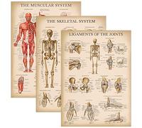 Palace Learning Juego de 3 pósteres de anatomía muscular y esquelético, gráficos anatómicos laminados de 18 x 24 pulgadas