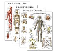 Palace Learning Juego de 4 pósteres anatómicos, laminados, musculares, esqueléticos, ligamentos de las articulaciones, sistema nervioso, juego de gráficos de anatomía (laminado, 18 x 24 pulgadas)