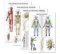 Palace Learning Juego de 4 pósteres anatómicos, laminados, musculares, esqueléticos, nervios espinales, dermatomas, juego de gráficos de anatomía (laminado, 18 x 24 pulgadas)
