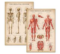 Palace Learning Juego de gráficos anatómicos vintage del sistema muscular y esquelético, pósteres de esqueleto humano y anatomía muscular (laminado, 18 x 24 pulgadas)
