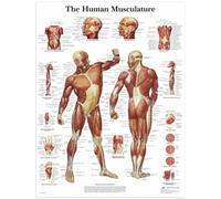 Palace Learning - Juego de pósteres anatómicos sobre sistema muscular y esquelético, póster de lienzo sobre el sistema muscular masculino, póster de la cultura humana, 50 x 70 cm