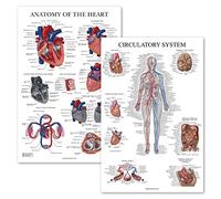 Palace Learning Paquete de 2 pósteres de anatomía del corazón y sistema circulatorio - Juego de 2 tablas anatómicas laminadas de 18 x 24 pulgadas