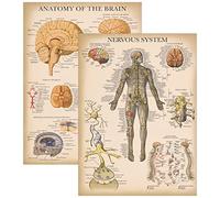 Palace Learning Paquete de 2 pósteres de anatomía del sistema nervioso vintage y del cerebro, juego de 2 gráficos anatómicos, laminados de 18 x 24 pulgadas