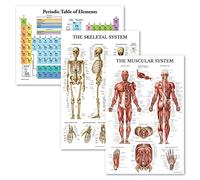 Palace Learning Paquete de 3 pósteres de tabla periódica de los elementos [blanco] + tablas de anatomía del sistema muscular y esquelético (laminado, 18 x 24 pulgadas)
