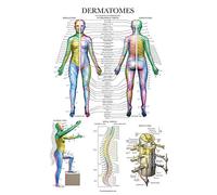 Palace Learning Póster anatómico de Dermatomas y Sistema Nervioso - Dermatomes Anatomy
