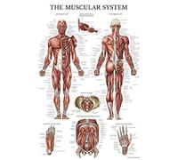 Palace Learning Póster anatómico del sistema muscular, laminado, gráfico de anatomía muscular, doble cara (18 x 27)