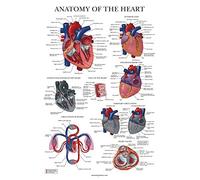 Palace Learning Póster de anatomía de corazón, laminado, gráfico anatómico del corazón humano, 45,7 x 61 cm